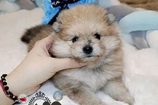 Szpic miniaturowy pomeranian Orange merle badania DNA!, Mazowieckie, Warszawa