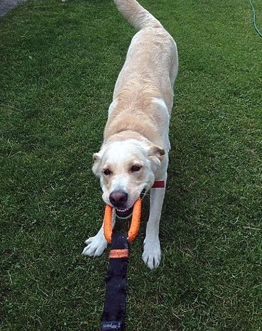 Drago-labrador po przejściach szuka domu, śląskie