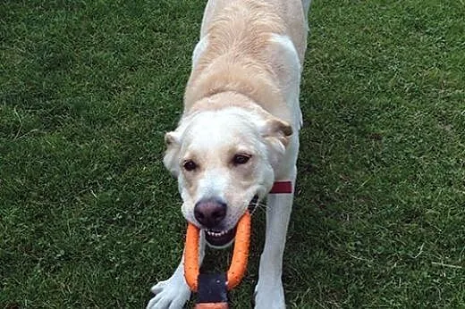 Drago-labrador po przejściach szuka domu,  śląskie