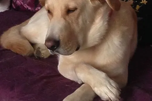 Drago-labrador po przejściach szuka domu,  śląskie