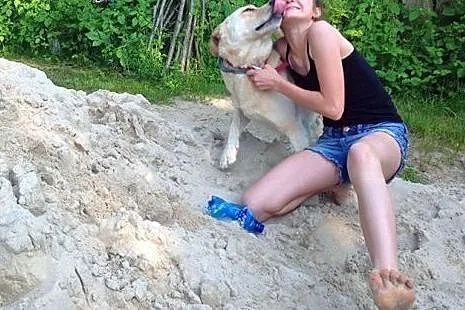 Drago-labrador po przejściach szuka domu,  śląskie