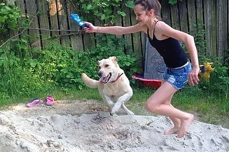 Drago-labrador po przejściach szuka domu,  śląskie