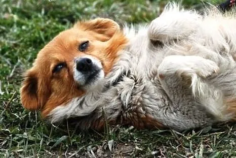 Iksik piękny, malutki długowłosy psiak ADOPCJA,  m