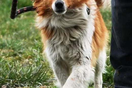 Iksik piękny, malutki długowłosy psiak ADOPCJA,  m