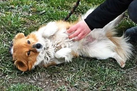 Iksik piękny, malutki długowłosy psiak ADOPCJA,  m