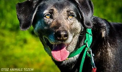 OTOZ Animals - Szara - kochana, ułożona suczka zdr
