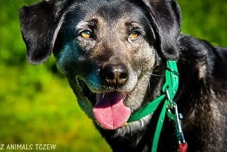 OTOZ Animals - Szara - kochana, ułożona suczka zdr