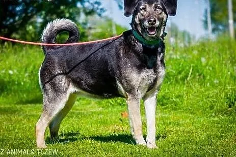 OTOZ Animals - Szara - kochana, ułożona suczka zdr