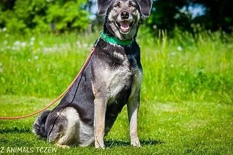 OTOZ Animals - Szara - kochana, ułożona suczka zdr