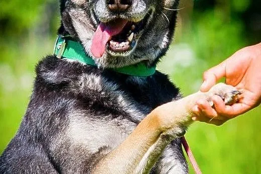 OTOZ Animals - Szara - kochana, ułożona suczka zdr