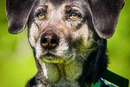 OTOZ Animals - Szara - kochana, ułożona suczka zdr