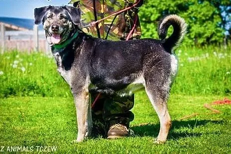 OTOZ Animals - Szara - kochana, ułożona suczka zdr