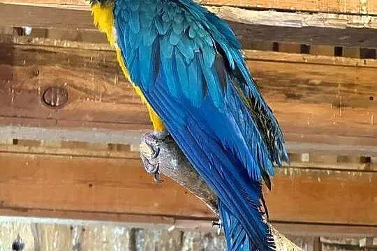 Papugi na sprzedaż ara amazonka konura Aleksandretta Patagonka Konura