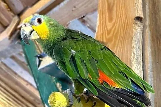 Papugi na sprzedaż ara amazonka konura Aleksandretta Patagonka Konura, Dolnośląskie, Bolesławiec
