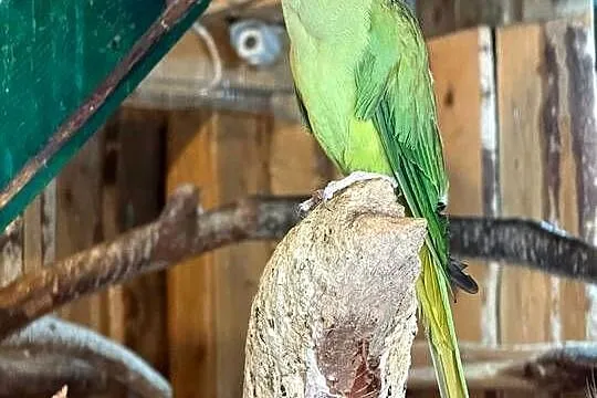 Papugi na sprzedaż ara amazonka konura Aleksandretta Patagonka Konura, Dolnośląskie, Bolesławiec