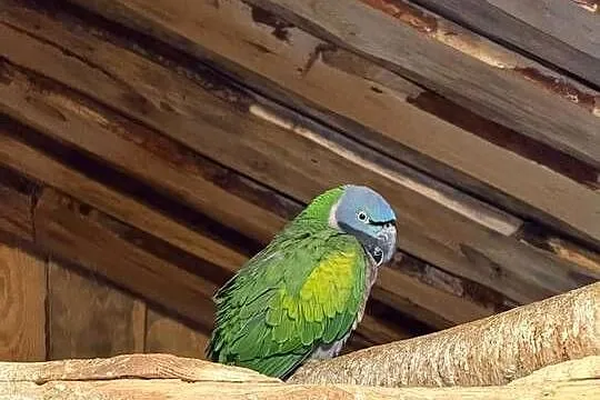 Papugi na sprzedaż ara amazonka konura Aleksandretta Patagonka Konura, Dolnośląskie, Bolesławiec