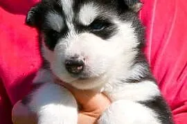 Szczeniak Syberian Husky przeurocza niebieskooka