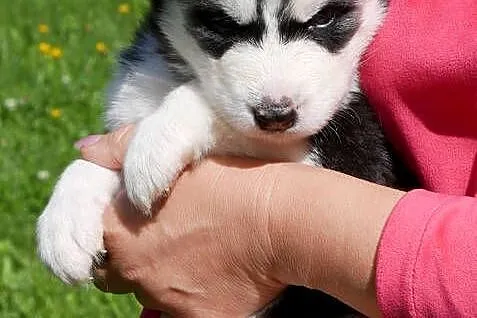 Szczeniak Syberian Husky przeurocza niebieskooka, Śląskie, Zawiercie
