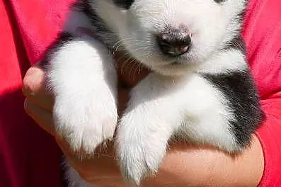 Szczeniak Syberian Husky przeurocza niebieskooka, Śląskie, Zawiercie