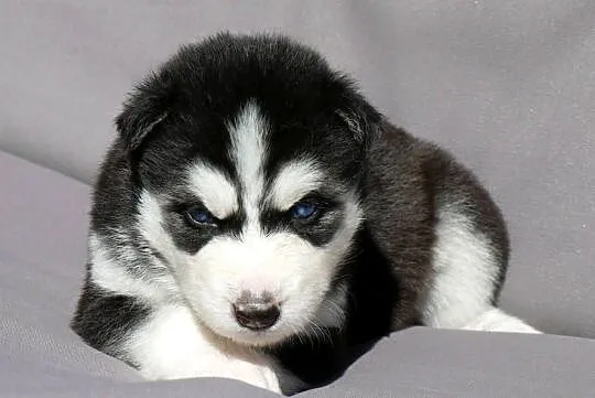 Szczeniak Syberian Husky przeurocza niebieskooka, Śląskie, Zawiercie