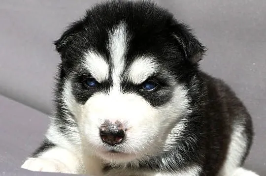 Szczeniak Syberian Husky przeurocza niebieskooka, Śląskie, Zawiercie