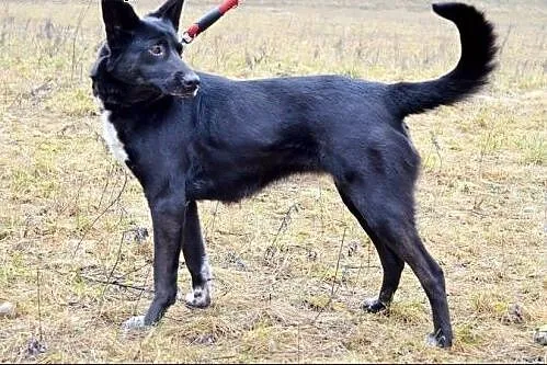 Niunia - śliczna, czarna znajdka :),  warmińsko-mazurskie Olsztyn