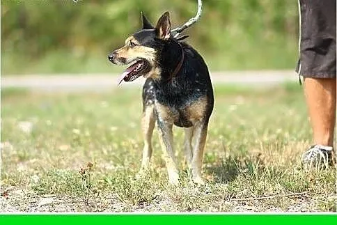 13kg,czujny stróż,wierny przyjaciel,d domu z ogródkiem,młody pies ARES.Adopcja,  małopolskie Kraków