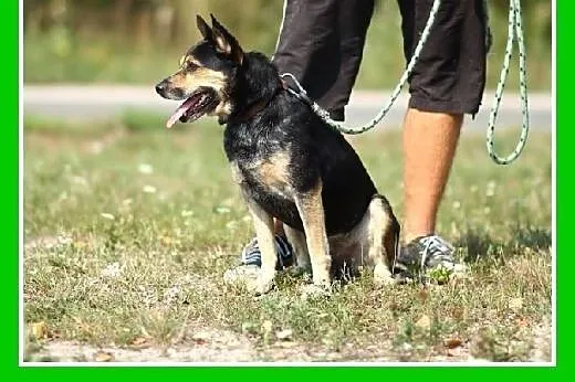 13kg,czujny stróż,wierny przyjaciel,d domu z ogród