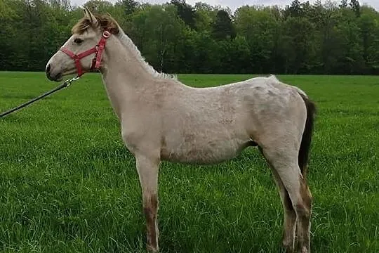 Piękny tarantowaty ogierek, Żelechów