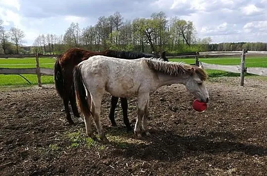 Piękny tarantowaty ogierek, Żelechów