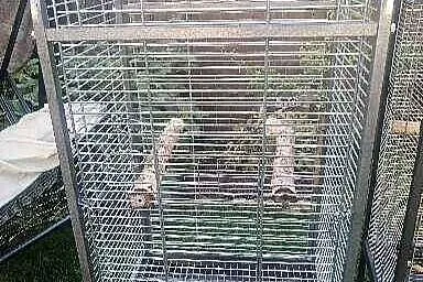 Platka dla papug, Małopolskie, Kłaj