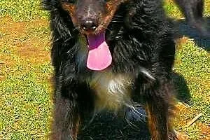 BLACKY - delikatny i wrażliwy, kochany psiak; do adopcji,  wielkopolskie Poznań, Wielkopolskie, Poznań