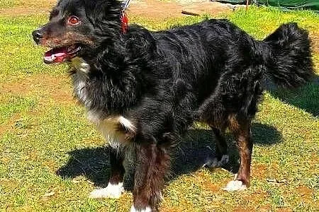 BLACKY - delikatny i wrażliwy, kochany psiak; do adopcji,  wielkopolskie Poznań, Wielkopolskie, Poznań