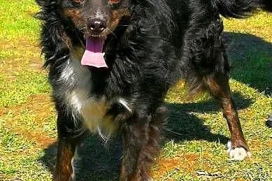 BLACKY - delikatny i wrażliwy, kochany psiak; do adopcji,  wielkopolskie Poznań, Wielkopolskie, Poznań