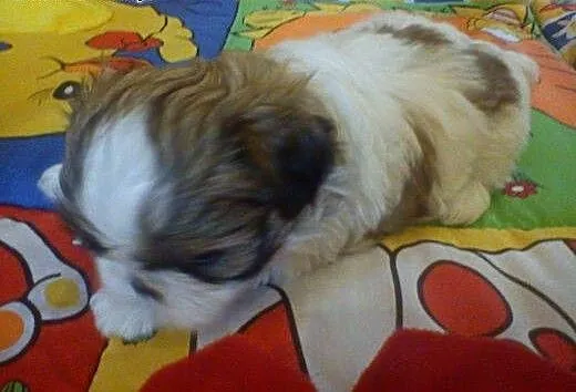 Sprzdam Shih Tzu, dolnośląskie Trzebnica