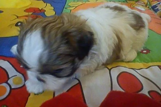 Sprzdam Shih Tzu,  dolnośląskie Trzebnica