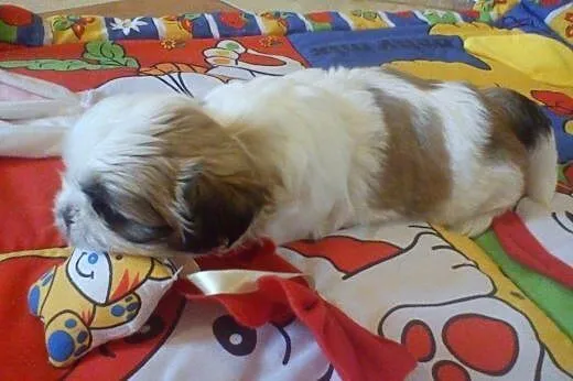 Sprzdam Shih Tzu,  dolnośląskie Trzebnica