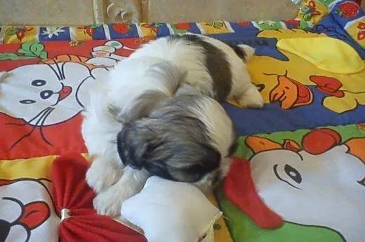 Sprzdam Shih Tzu,  dolnośląskie Trzebnica