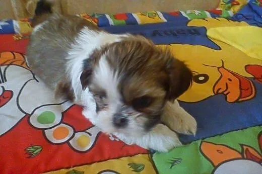Sprzdam Shih Tzu,  dolnośląskie Trzebnica