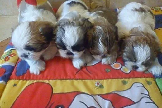 Sprzdam Shih Tzu,  dolnośląskie Trzebnica