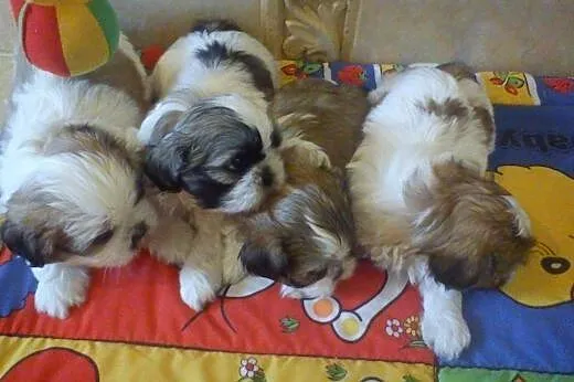 Sprzdam Shih Tzu,  dolnośląskie Trzebnica