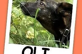 2 lata, 8 k, sympatyczny,przyjacielski,łagodny piesek OLI.Adopcja,  małopolskie Kraków