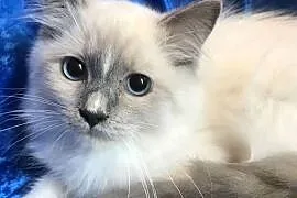 Kocięta Ragdoll z rodowodem FPL