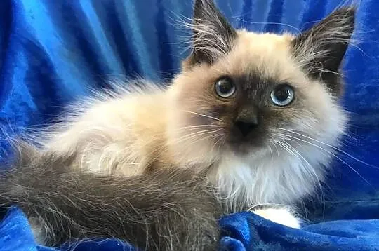 Kocięta Ragdoll z rodowodem FPL, Opolskie, Brzeg