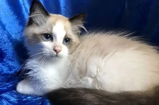 Kocięta Ragdoll z rodowodem FPL, Opolskie, Brzeg