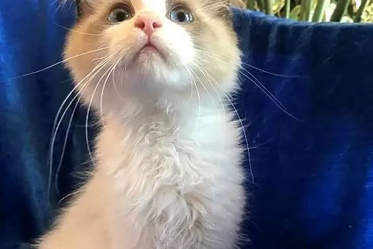 Kocięta Ragdoll z rodowodem FPL, Opolskie, Brzeg