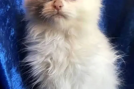 Kocięta Ragdoll z rodowodem FPL, Opolskie, Brzeg
