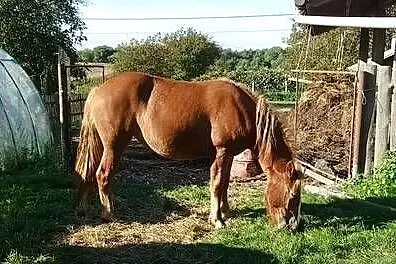 Klacz, źrebię zimnokrwiste