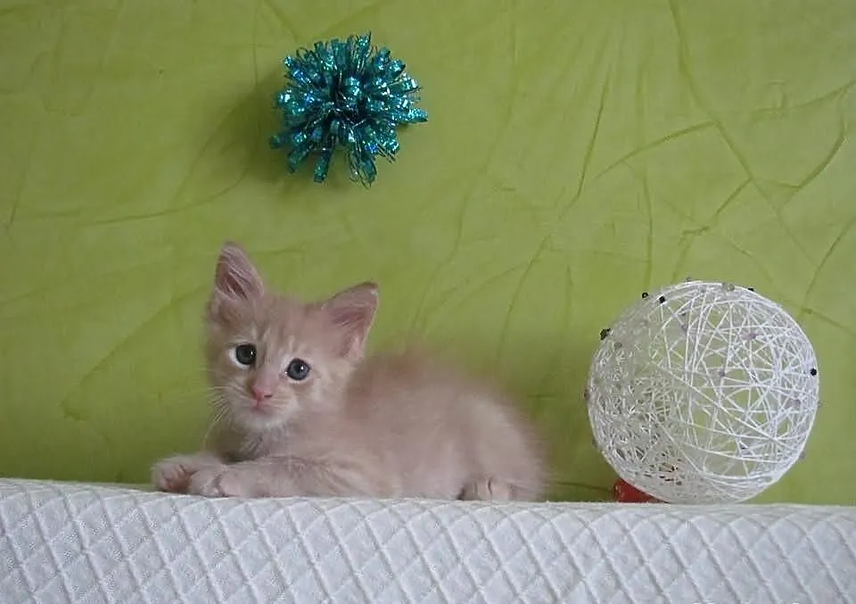 Śliczne kocięta Maine Coon
