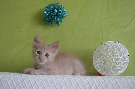 Śliczne kocięta Maine Coon